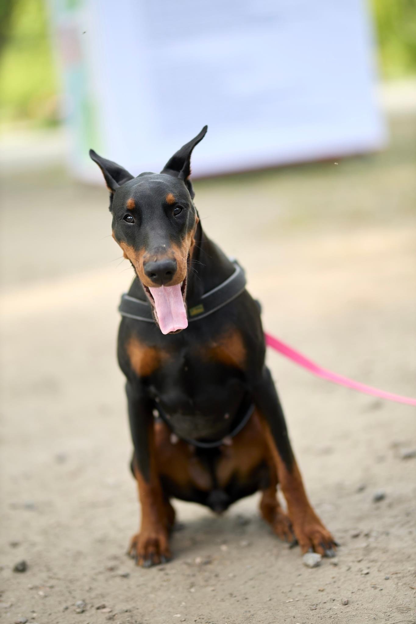 У столиці пройшов забіг із собаками