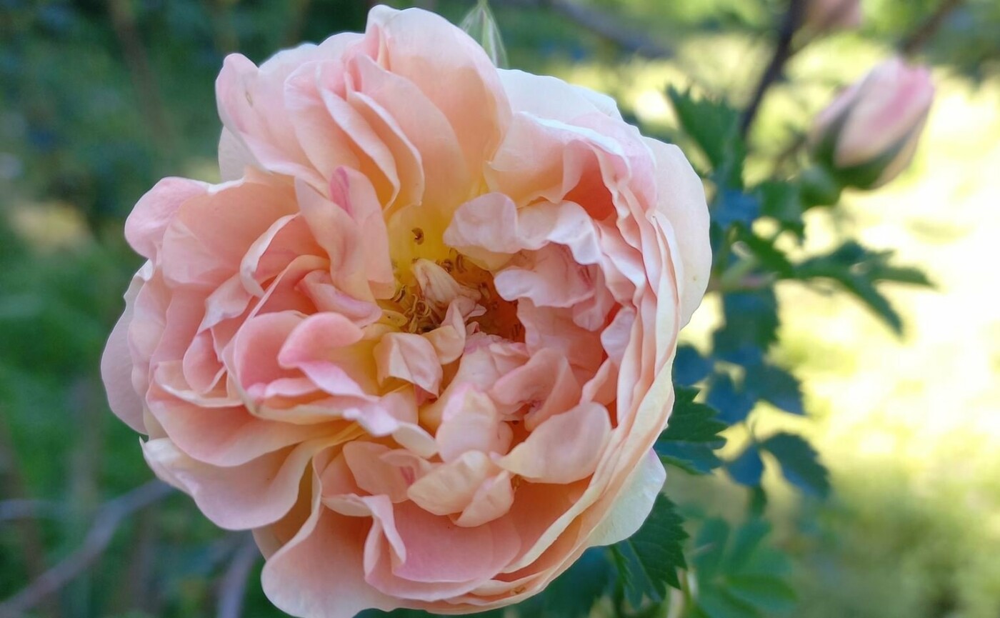 Rosa spinosissima, що перші почали квітнути