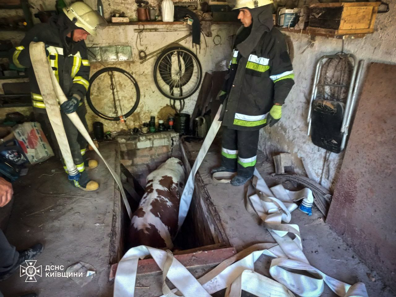 Корова потрапила у пастку