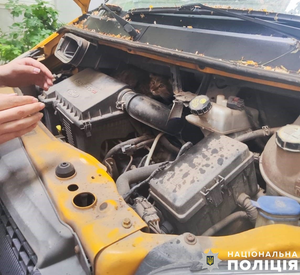 З кішечкою все добре, вона вдома