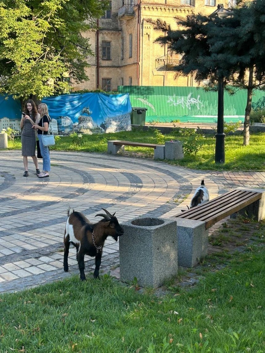 Кози добре виглядають, чистенькі і нагодовані