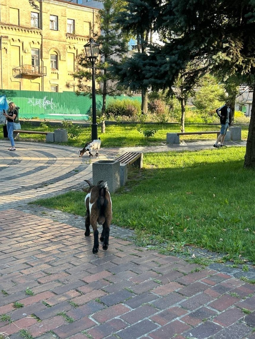 Кози добре виглядають, чистенькі і нагодовані