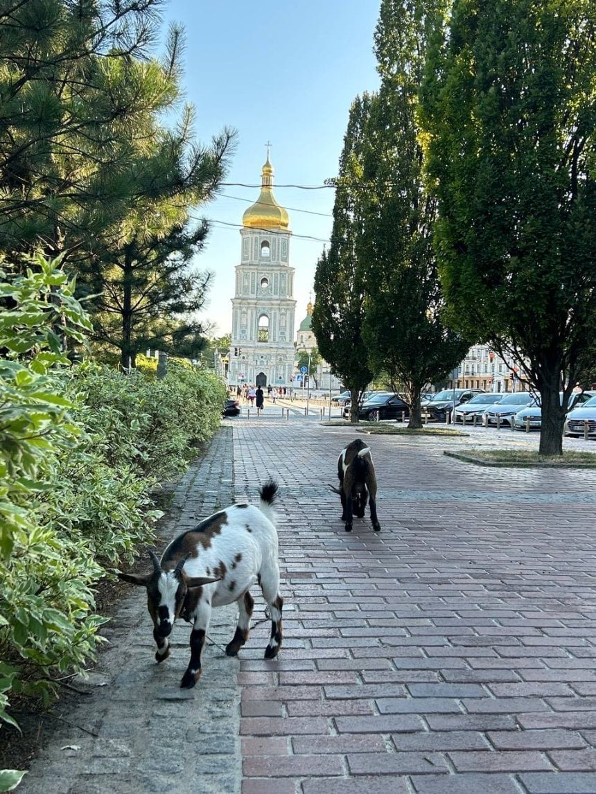 Кози добре виглядають, чистенькі і нагодовані