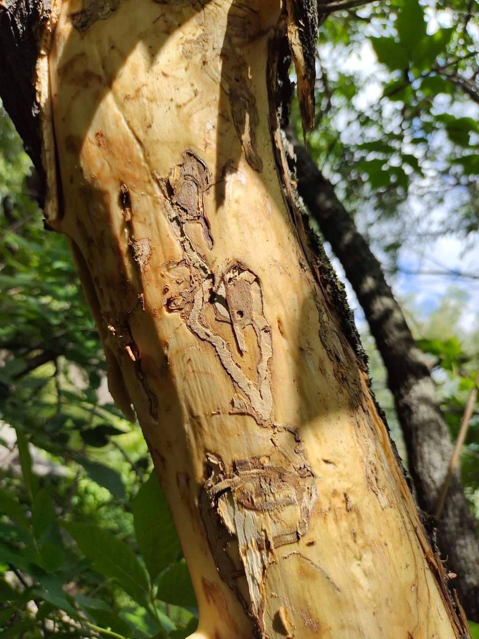 Небезпечний шкідник у Києві знищує дерева