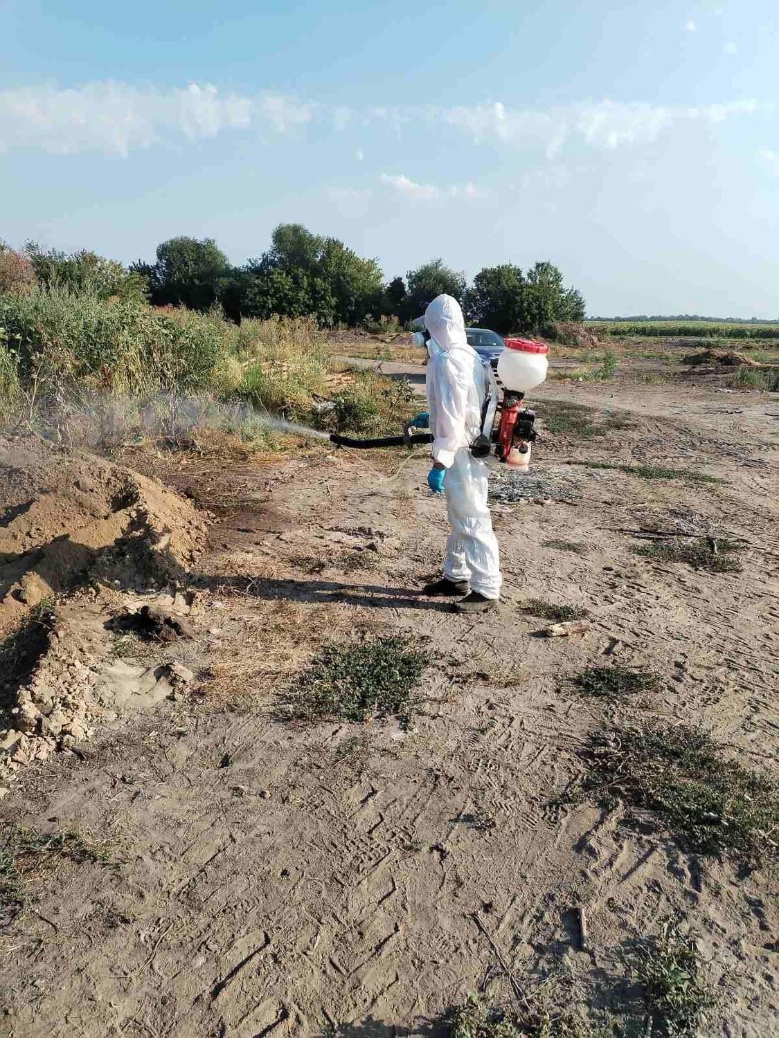 На Київщині в низці районів оголошено карантин через АЧС