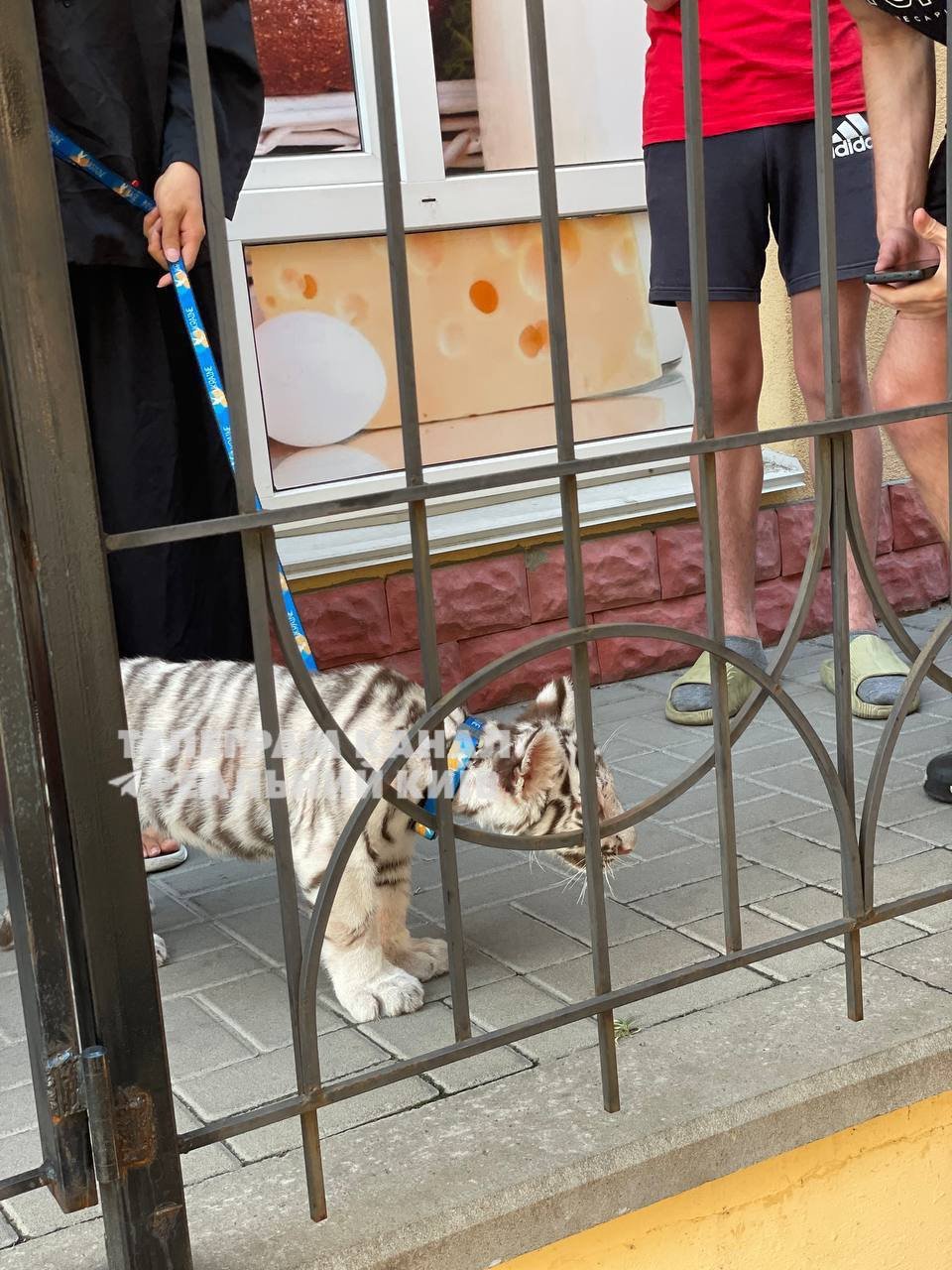 Тигреня можна було погладити