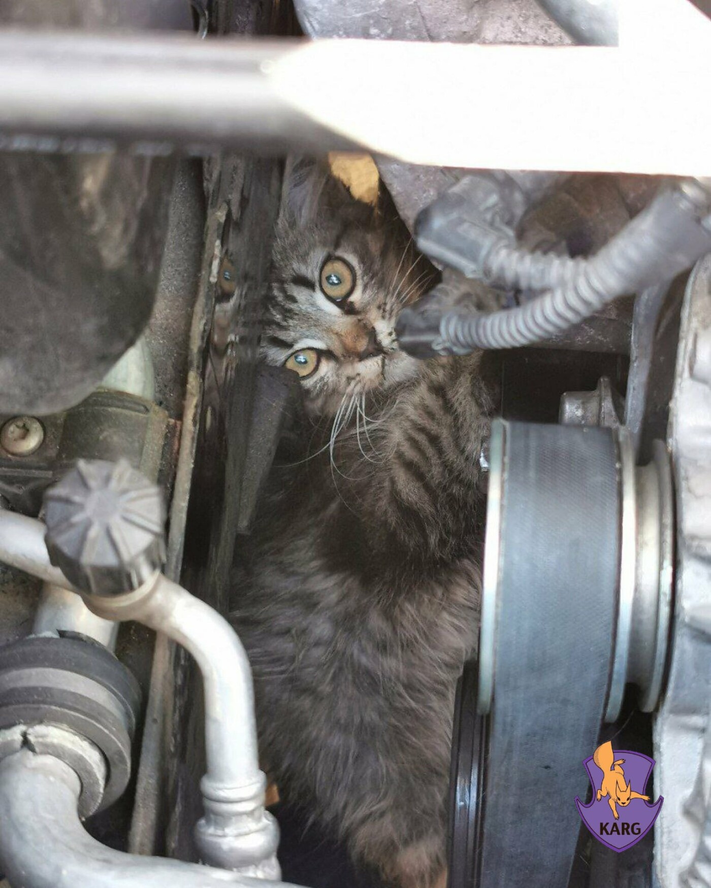 У кошеняти є й рани, у набряк