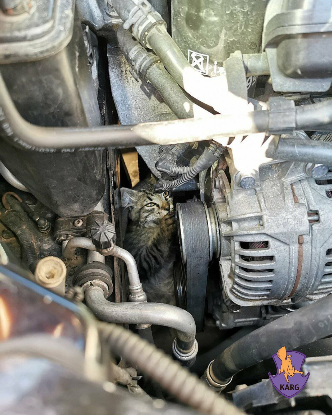 У кошеняти є й рани, у набряк