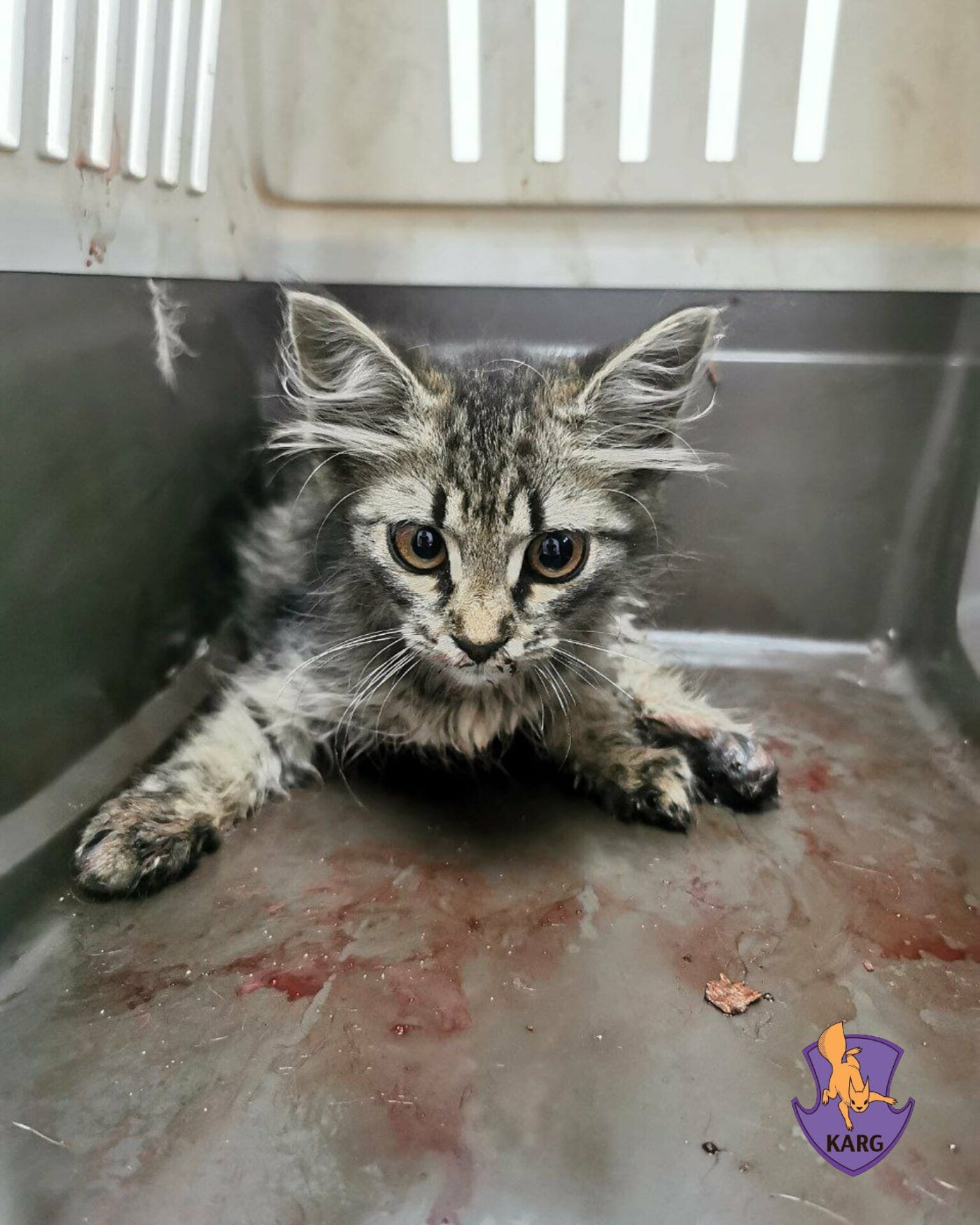 У кошеняти є й рани, у набряк