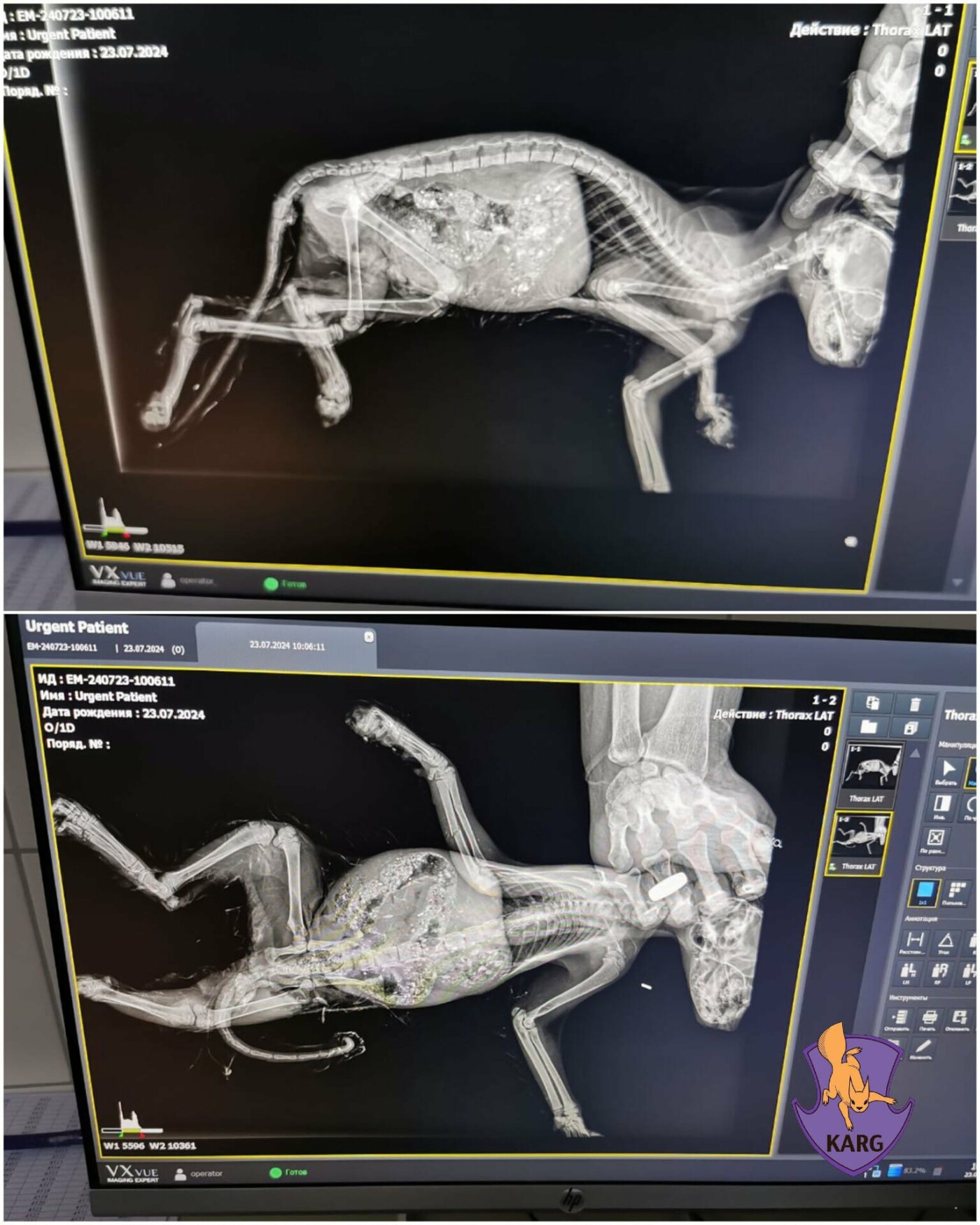 У кошеняти є й рани, у набряк