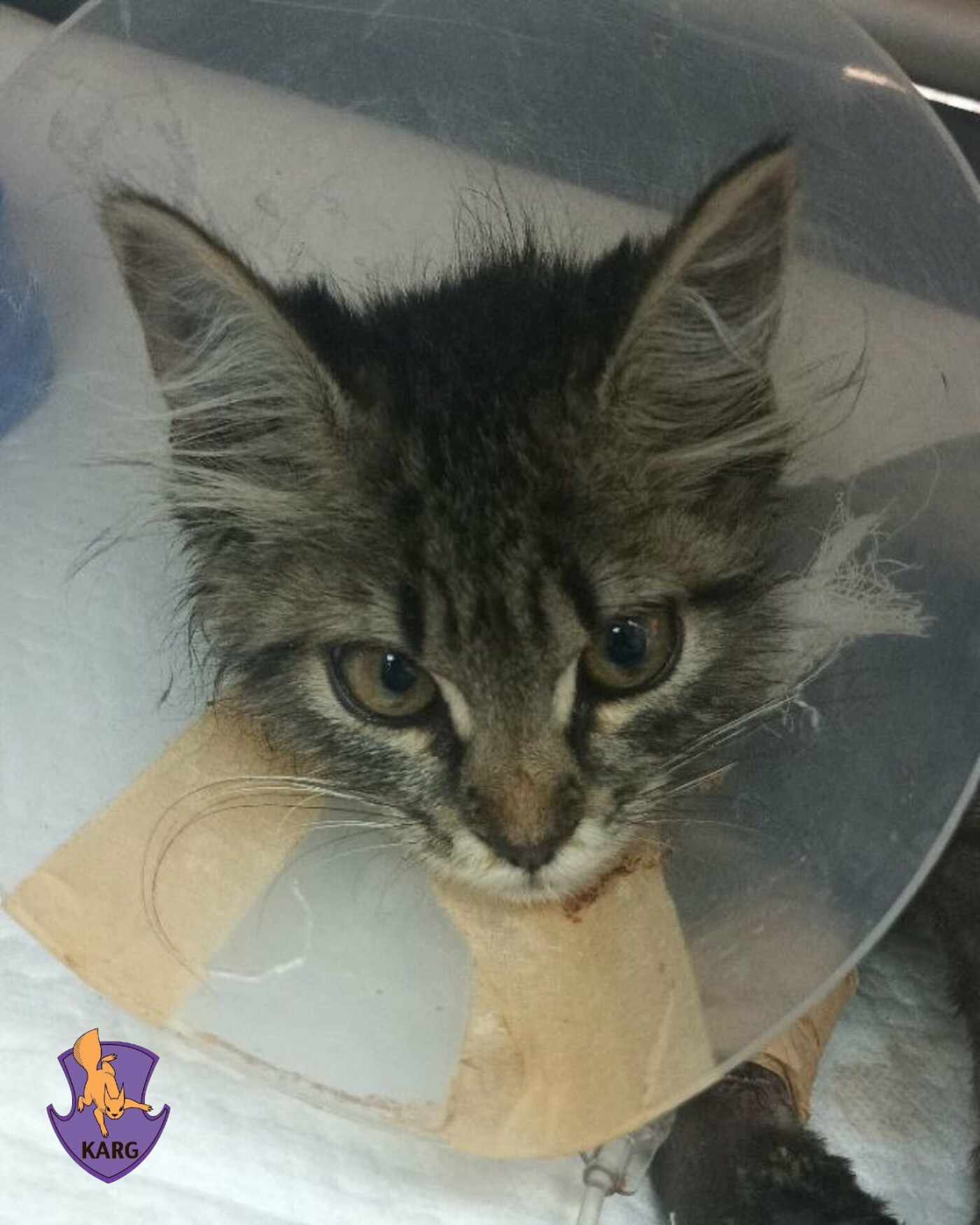 У кошеняти є й рани, у набряк