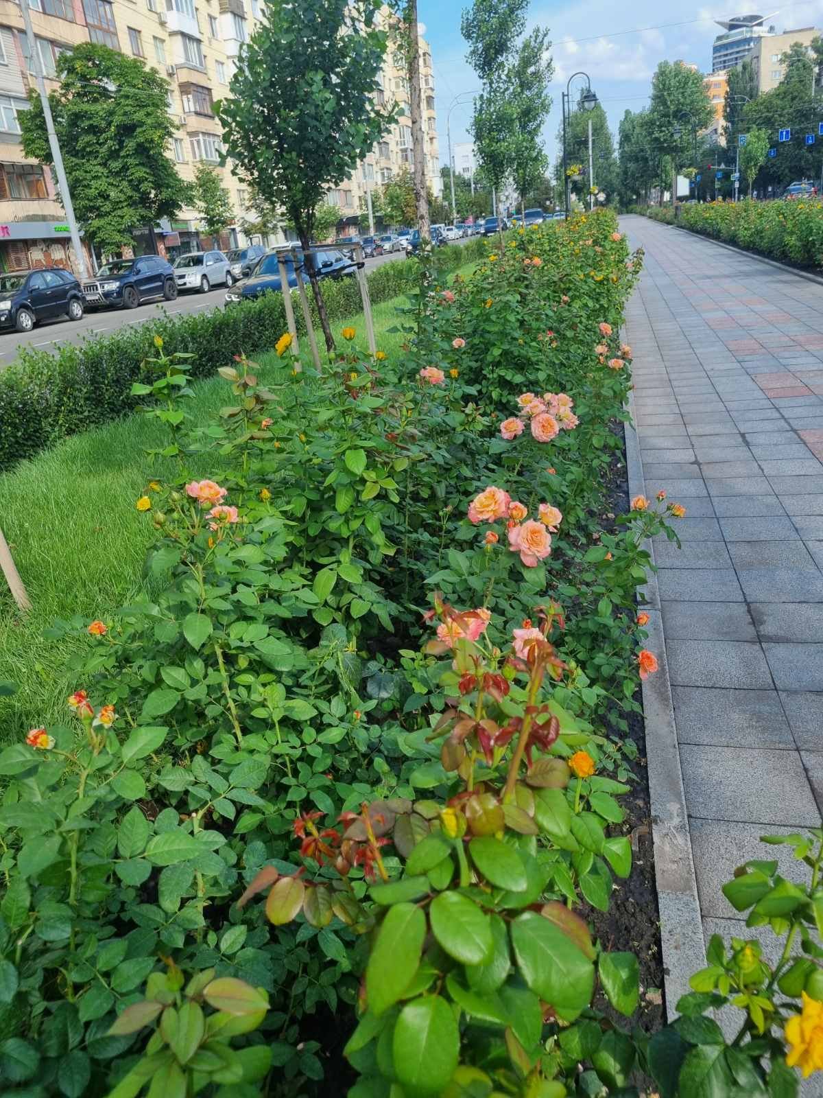 Довжина алеї - майже пів кілометра
