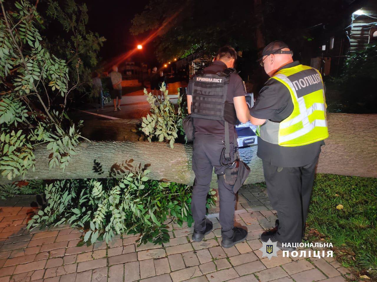 За фактом падіння дерева відкрито кримінальне провадження