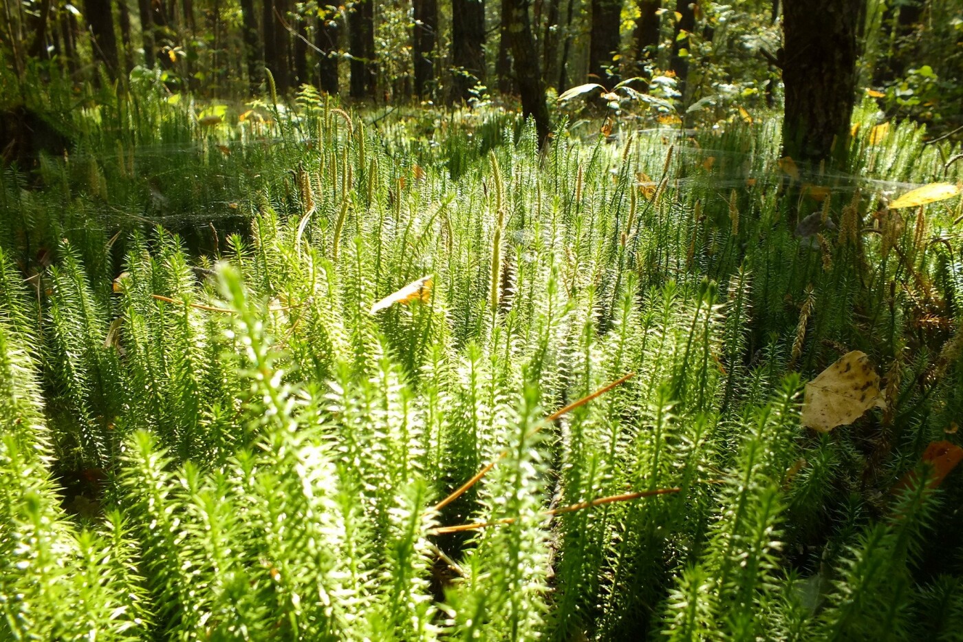 Плаун колючий