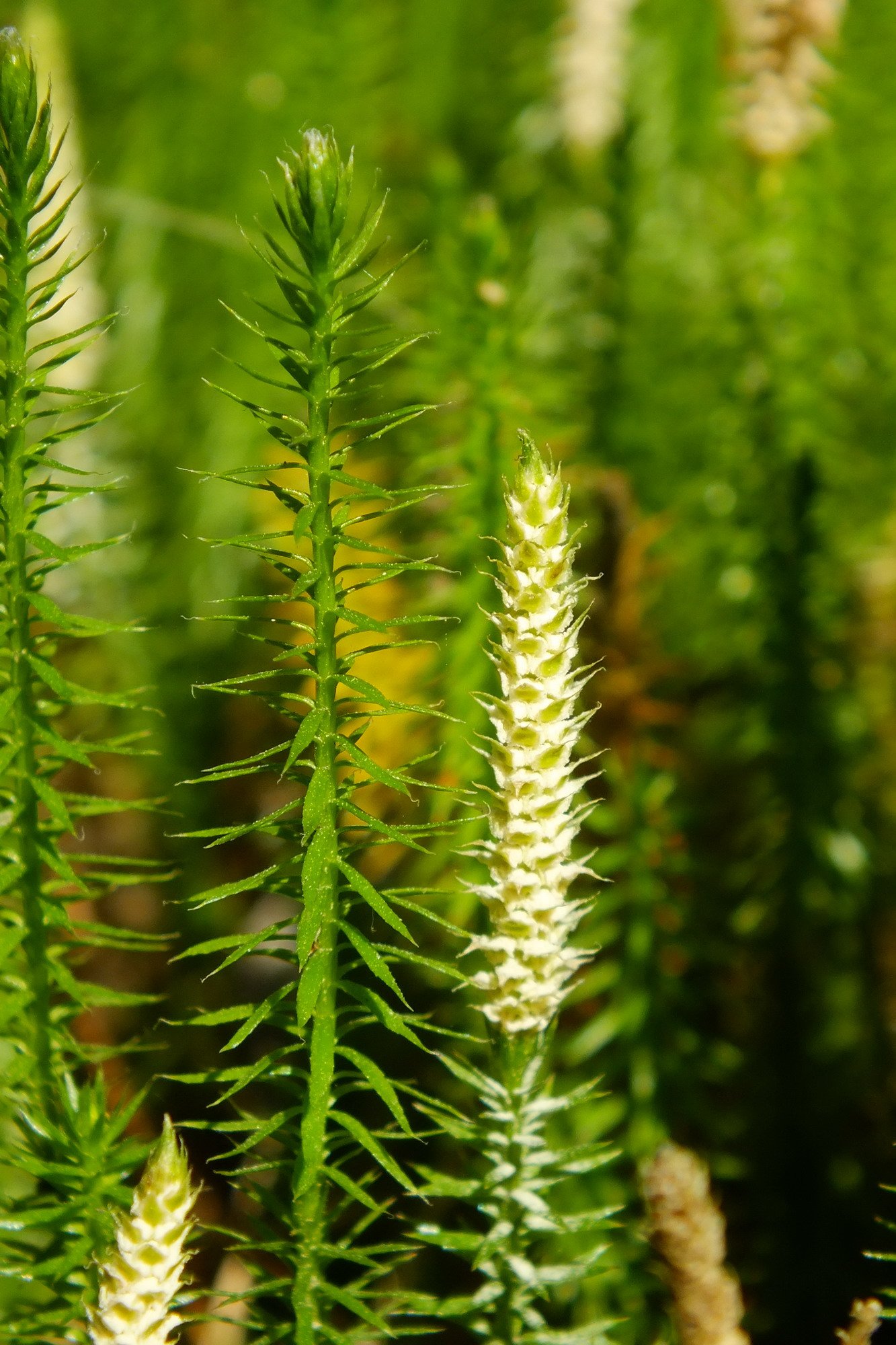 Плаун колючий