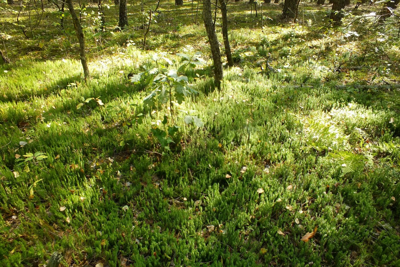 Плаун колючий