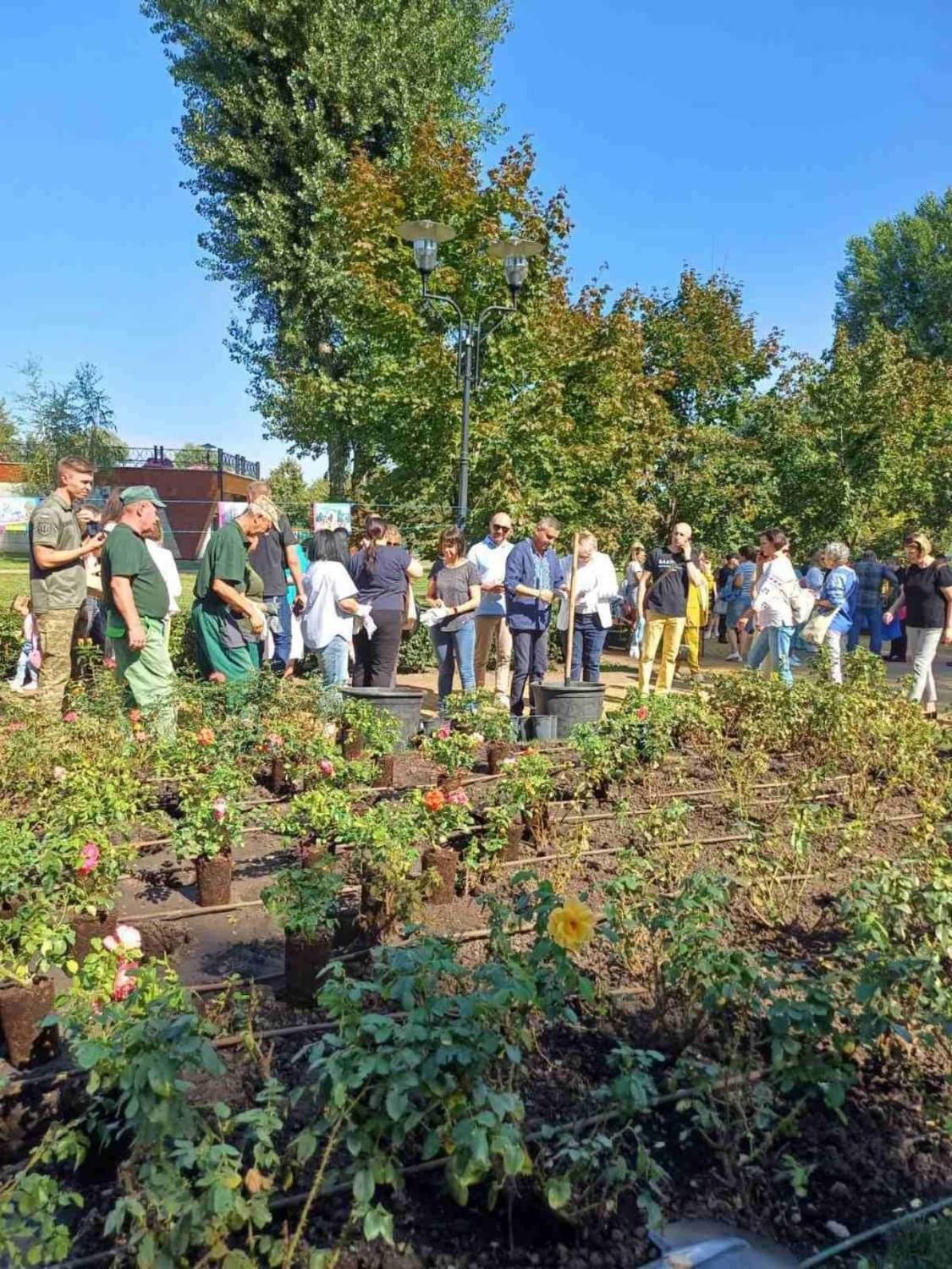 У Києві висадили троянди на честь 453-річчя міста Бахмут