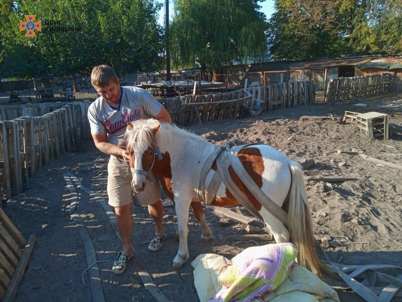 На Київщині врятували поні, який провалився в льох