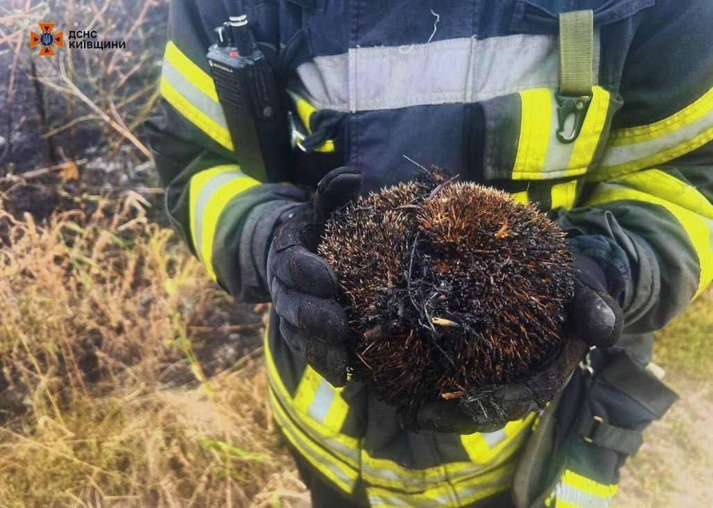 У Київській області ДСНСники врятували їжачка з вогню