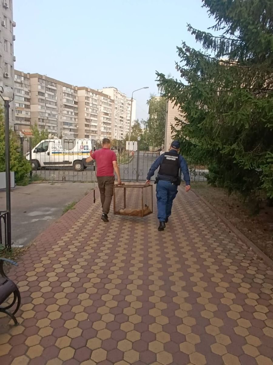 У Києві врятували лисицю, яка забігла на територію суду