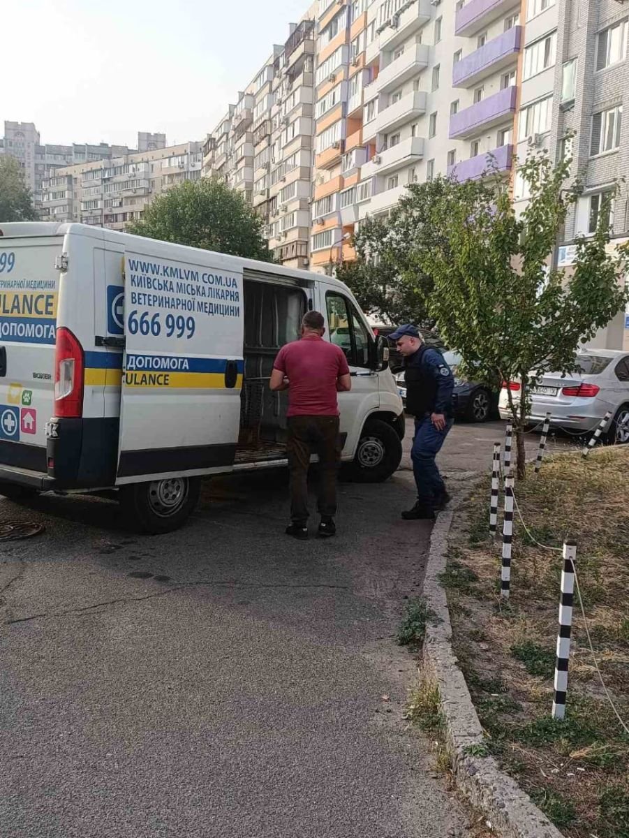 У Києві врятували лисицю, яка забігла на територію суду