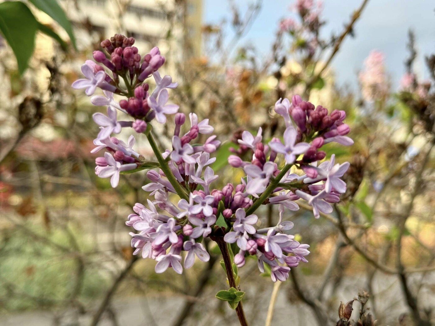 Бузок у парку 