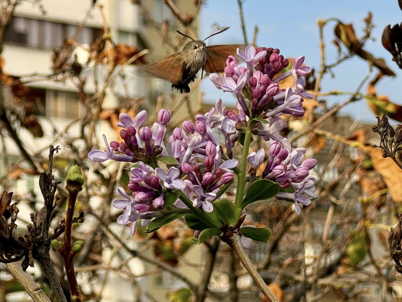 Бузок у парку 