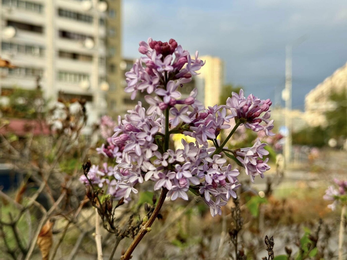 Бузок у парку 