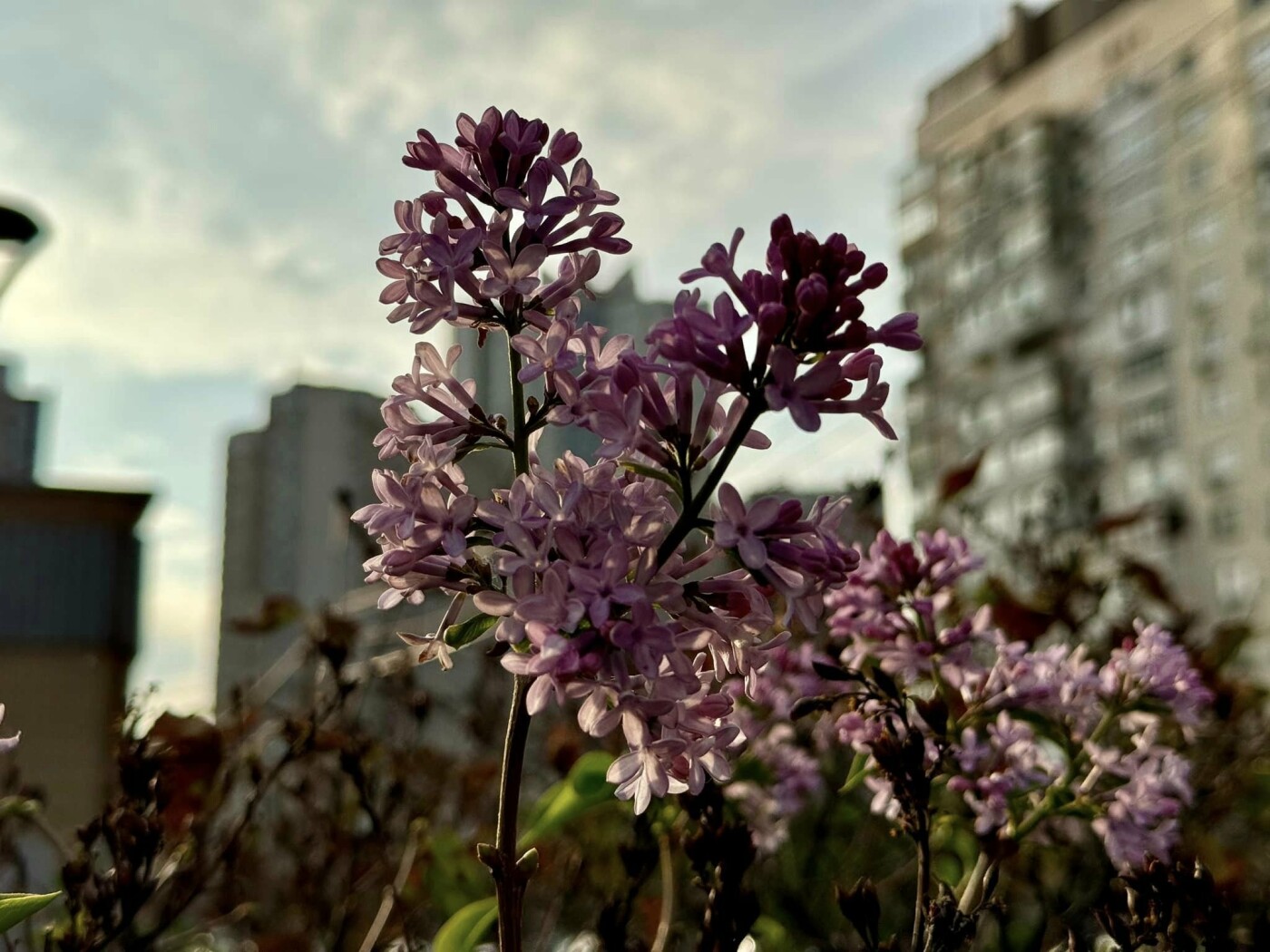 Бузок у парку 