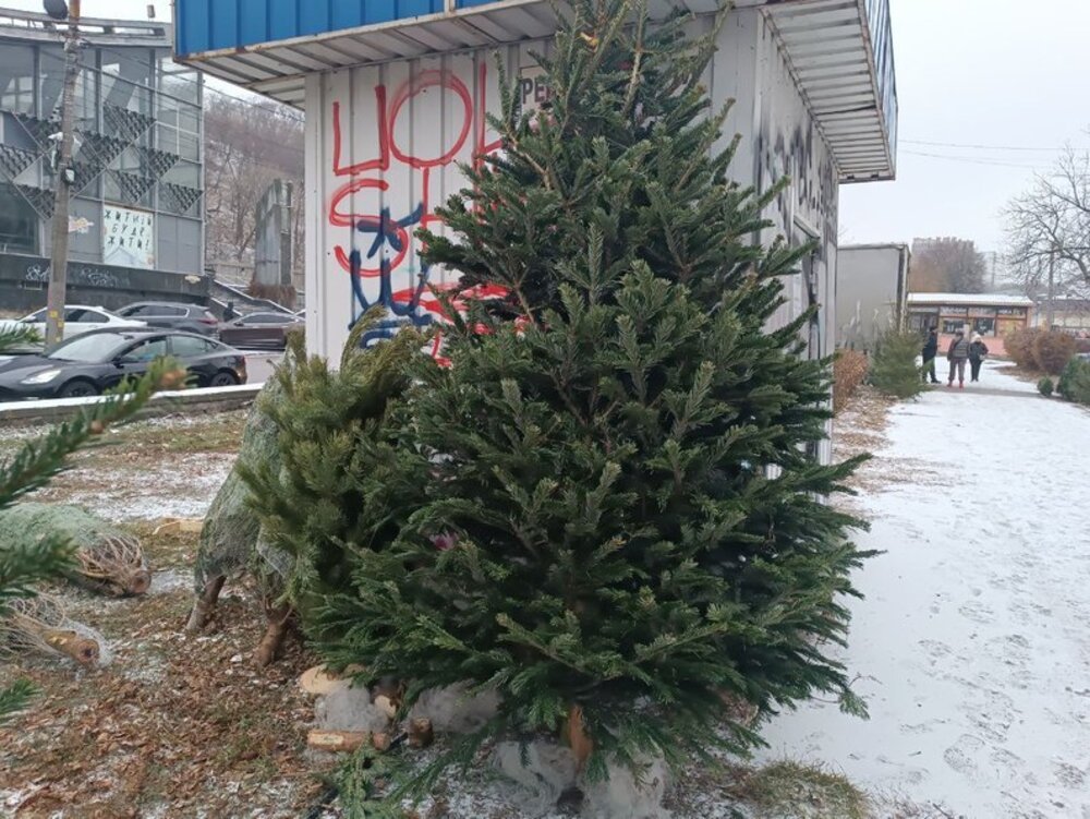 У Києві вже продають ялинки: скільки коштує новорічне дерево?