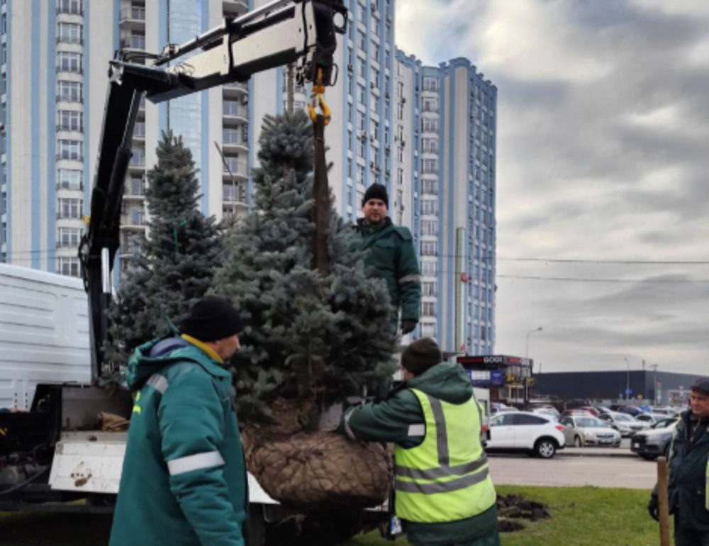 Київ прикрашають новорічними деревами: комунальники створили сад ялинок біля метро 