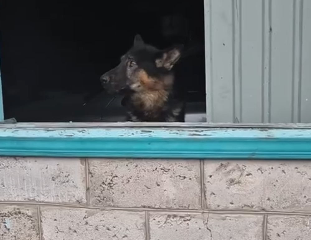 Під Києвом пес дивом вижим після влучання шахеда рф у квартиру: деталі, - ФОТО