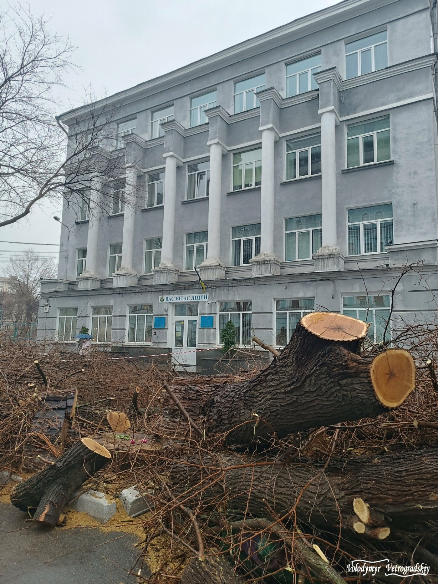 Керівництво ліцею не вступилося за шовковицю