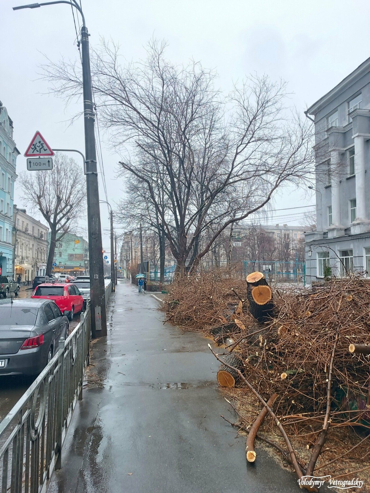 Керівництво ліцею не вступилося за шовковицю