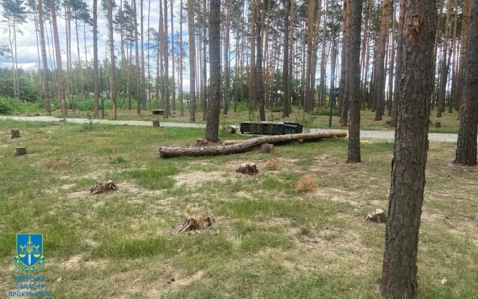 Знищені майже 600 сосен