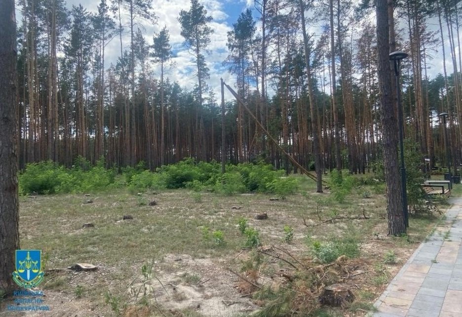Знищені майже 600 сосен