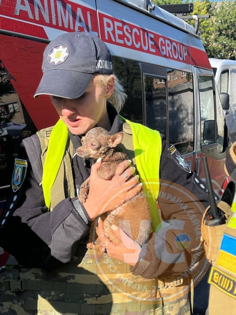 Фото: Kyiv Animal Rescue Group/Facebook