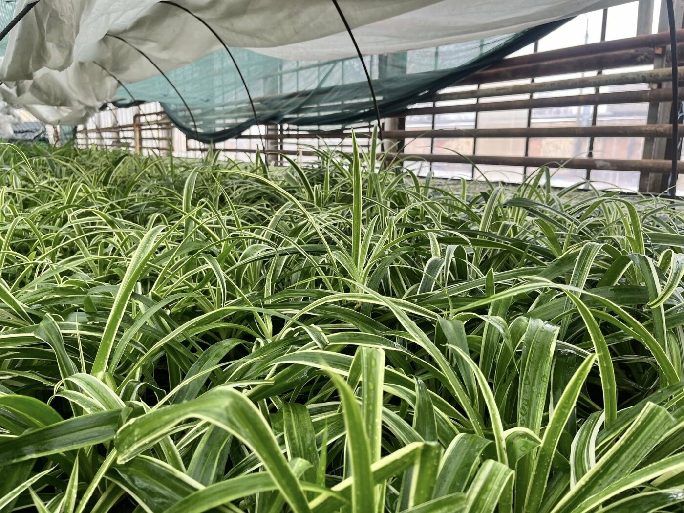 Фото - "Київзеленбуд"