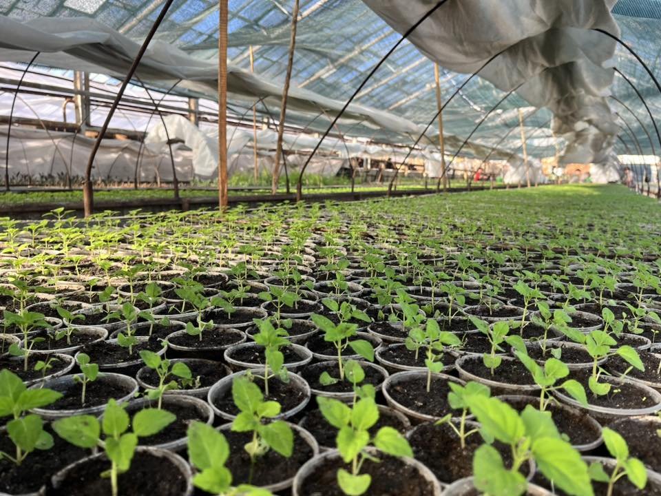 Фото - "Київзеленбуд"