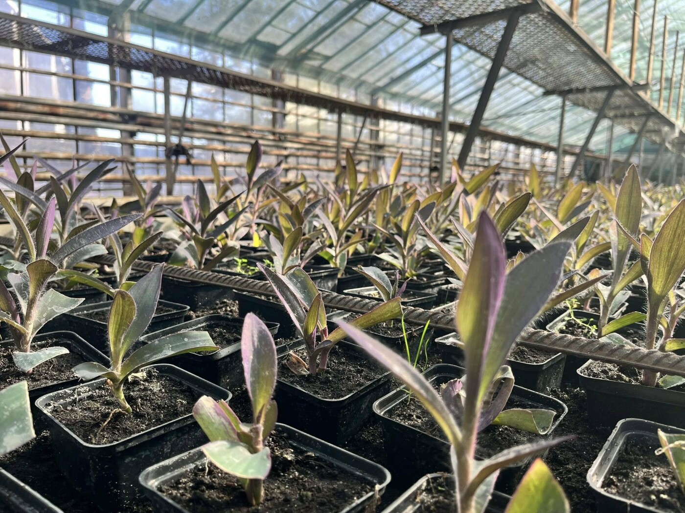 Фото - "Київзеленбуд"