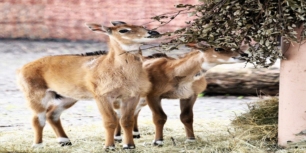 Фото - Київський зоопарк