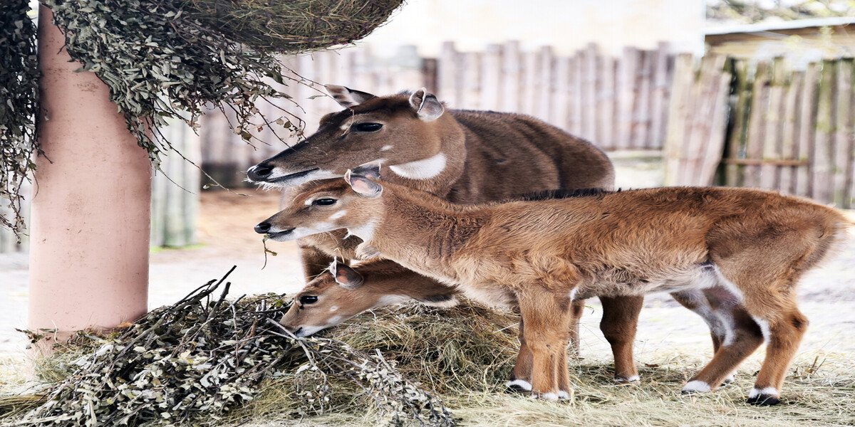 Фото - Київський зоопарк