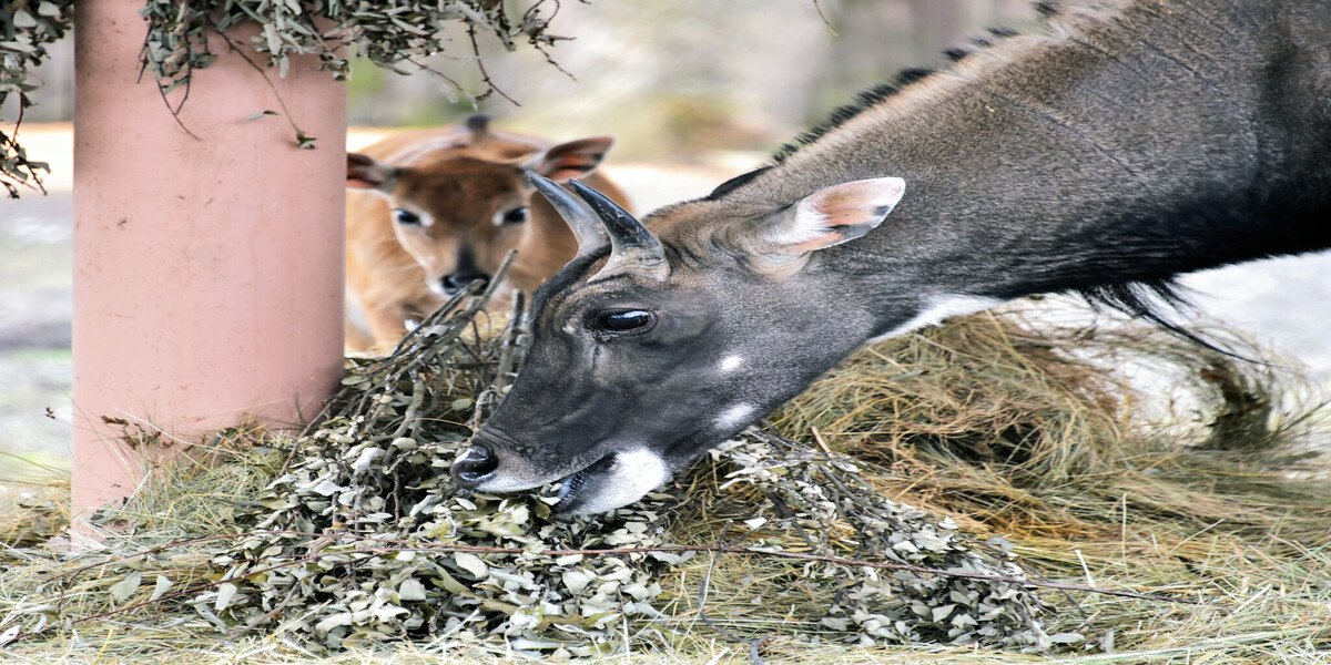 Фото - Київський зоопарк