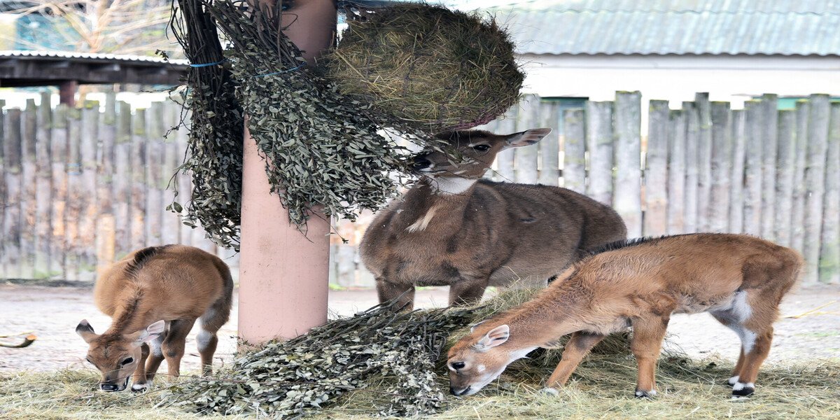 Фото - Київський зоопарк