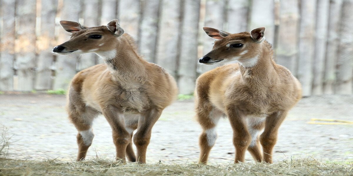 Фото - Київський зоопарк