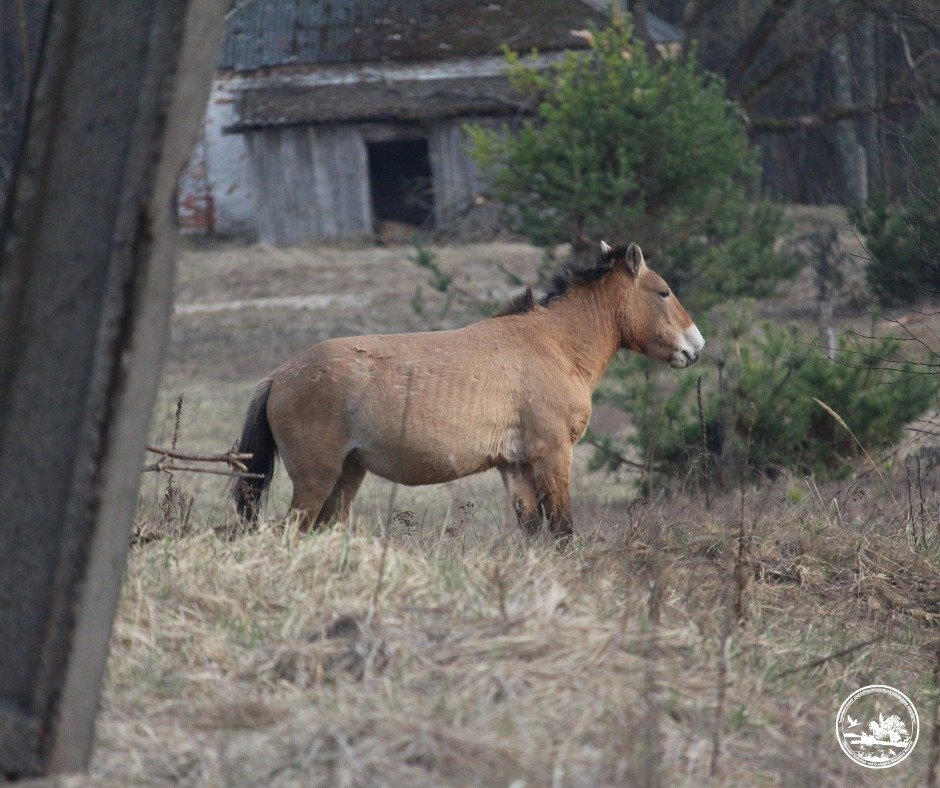 коні Пржевальського
