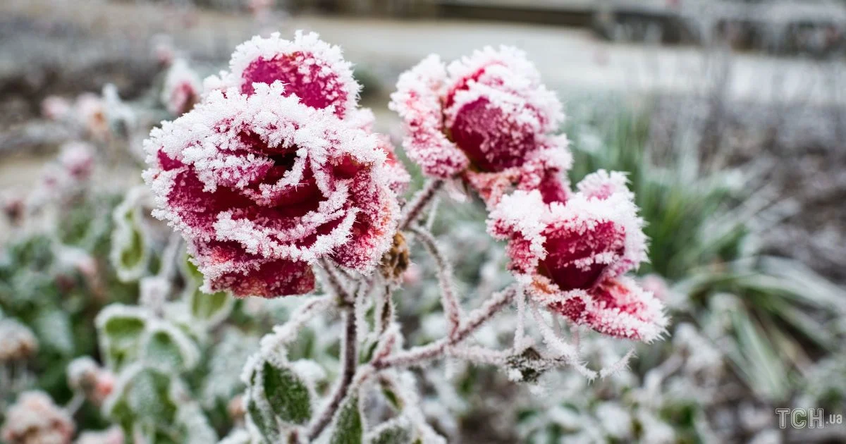 Фото з мережі