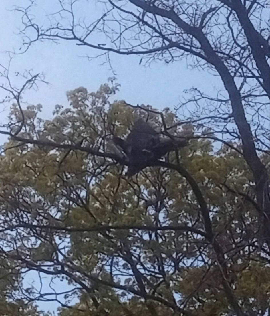 Джерело - Андрій Цаплієнко