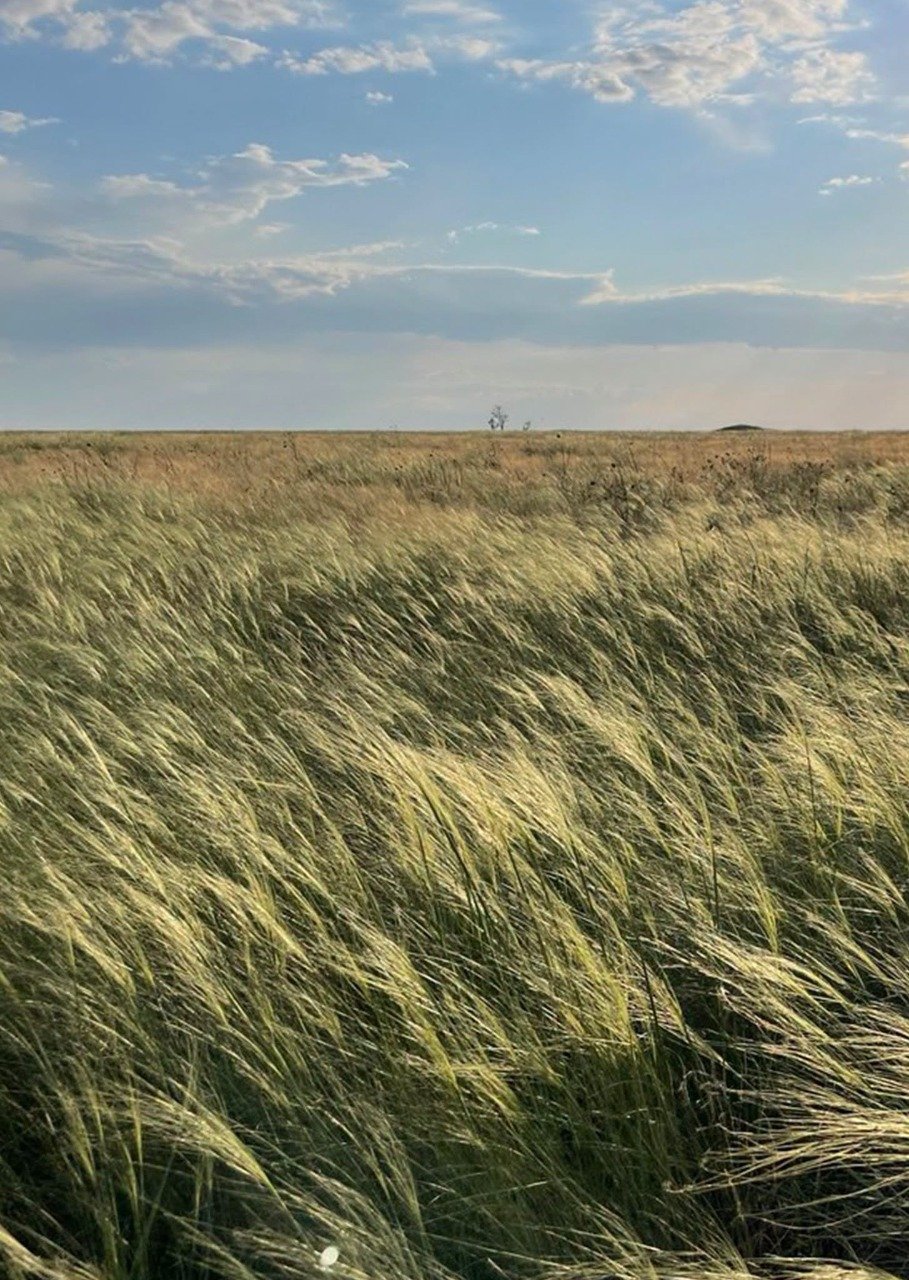 Фото: Біосферний заповідник “Асканія-Нова” імені Ф.Е. Фальц-Фейна