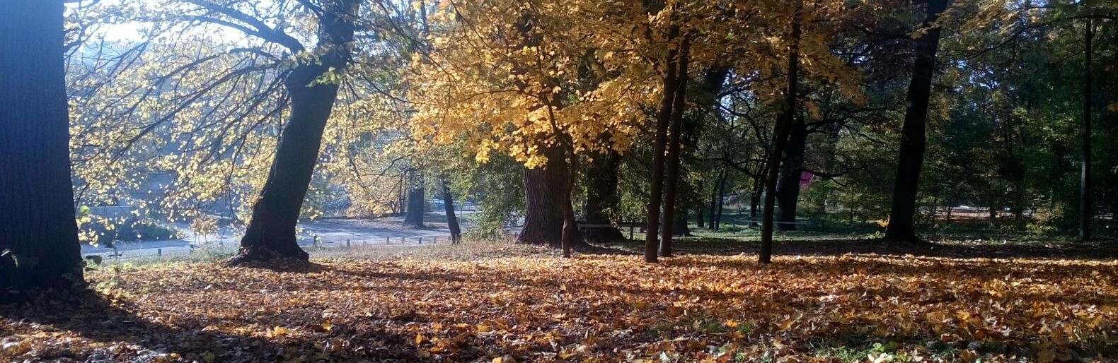 Виноградарь в Киеве: кто основал и когда строился жилой массив, - ФОТО